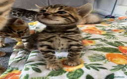 Bengal cats for sale: Baby bengals - Image 6