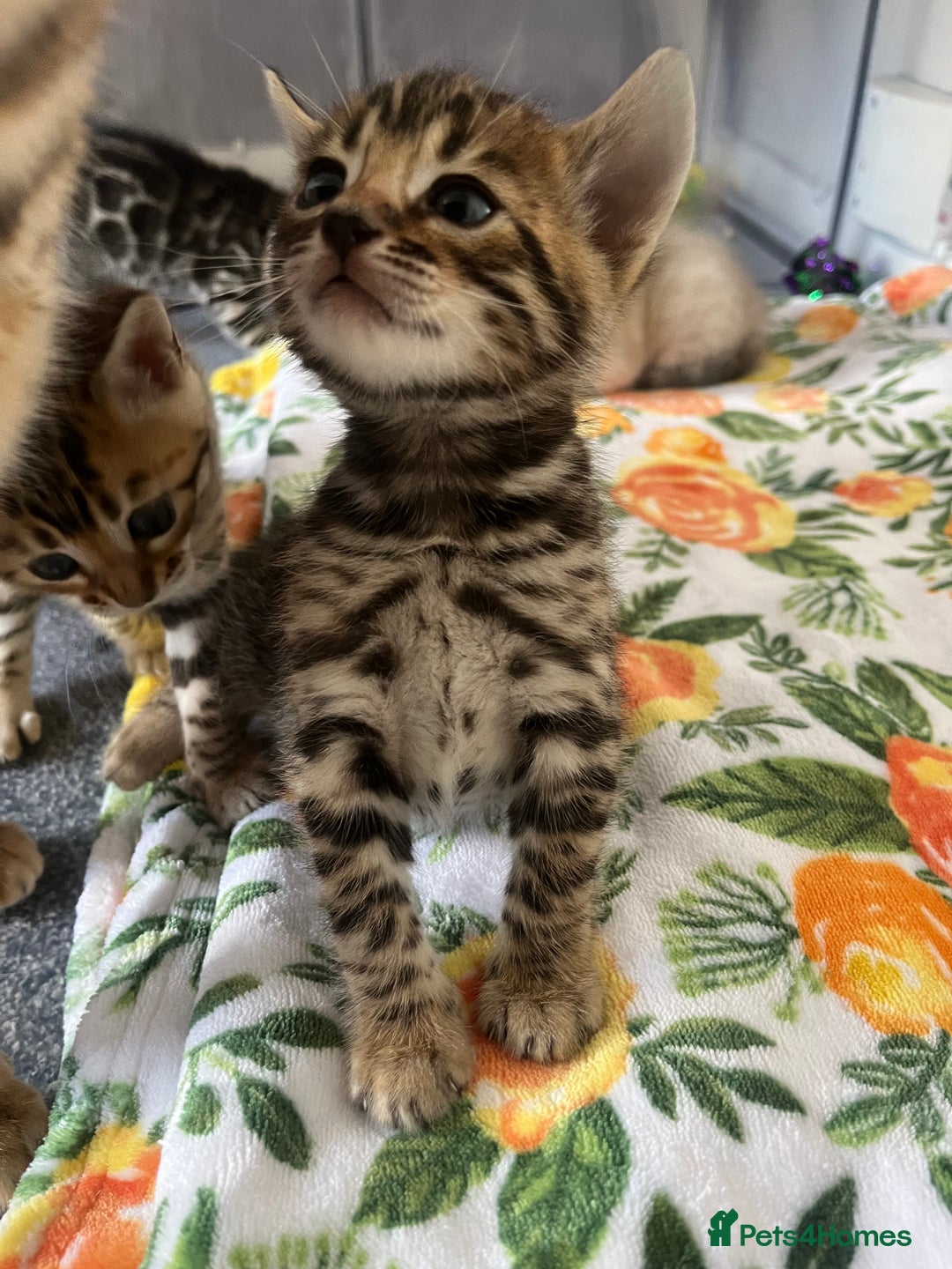 Bengal cats for sale: Baby bengals - Image 6