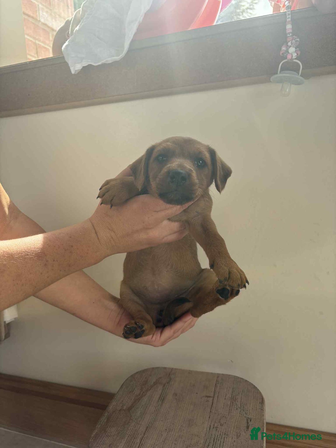 Mixed Breed dogs for sale: Beautiful puppies available  - Image 8