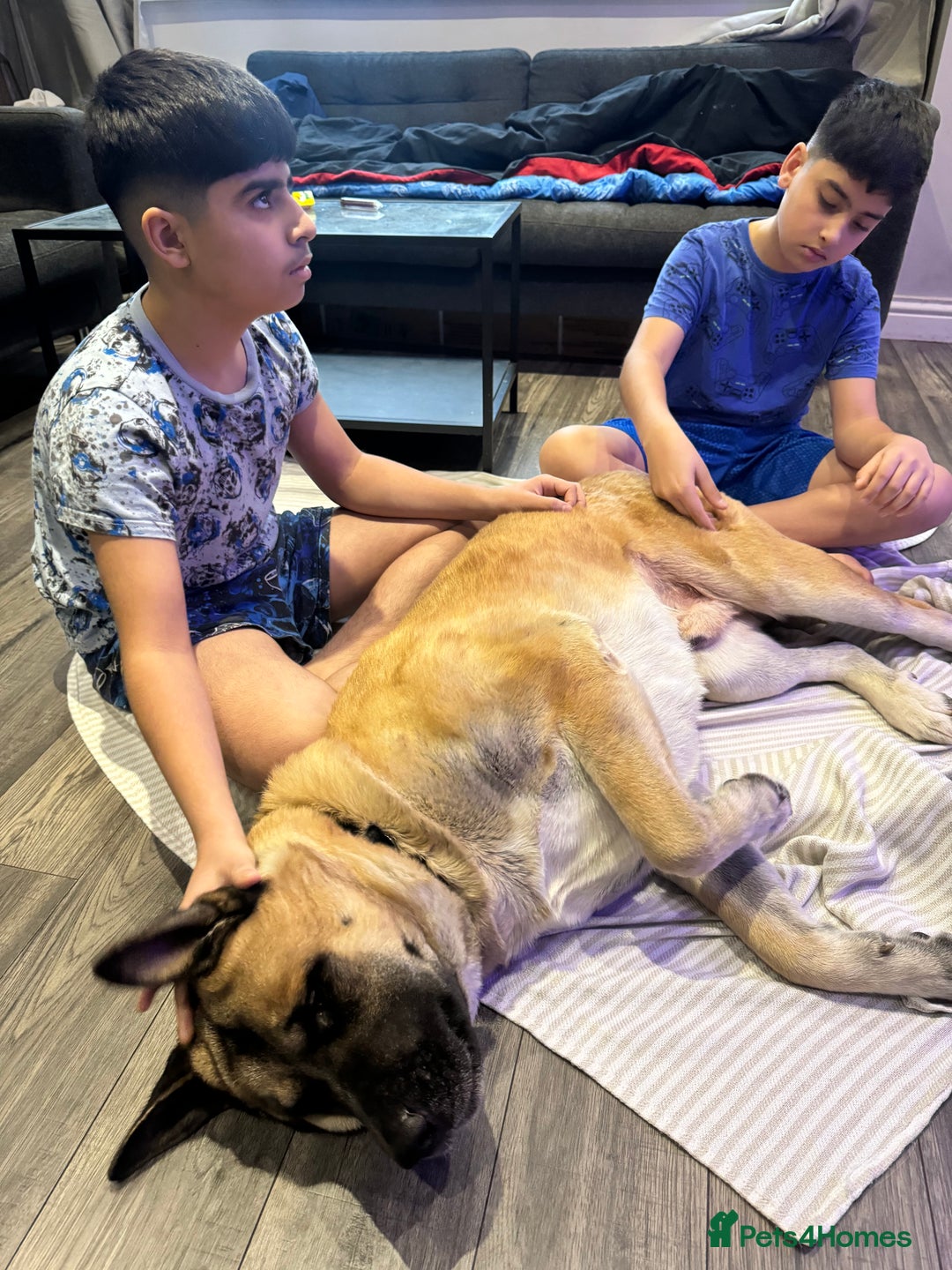 Mixed Breed dogs for sale: 3.5 year old Akita male - Advert 6