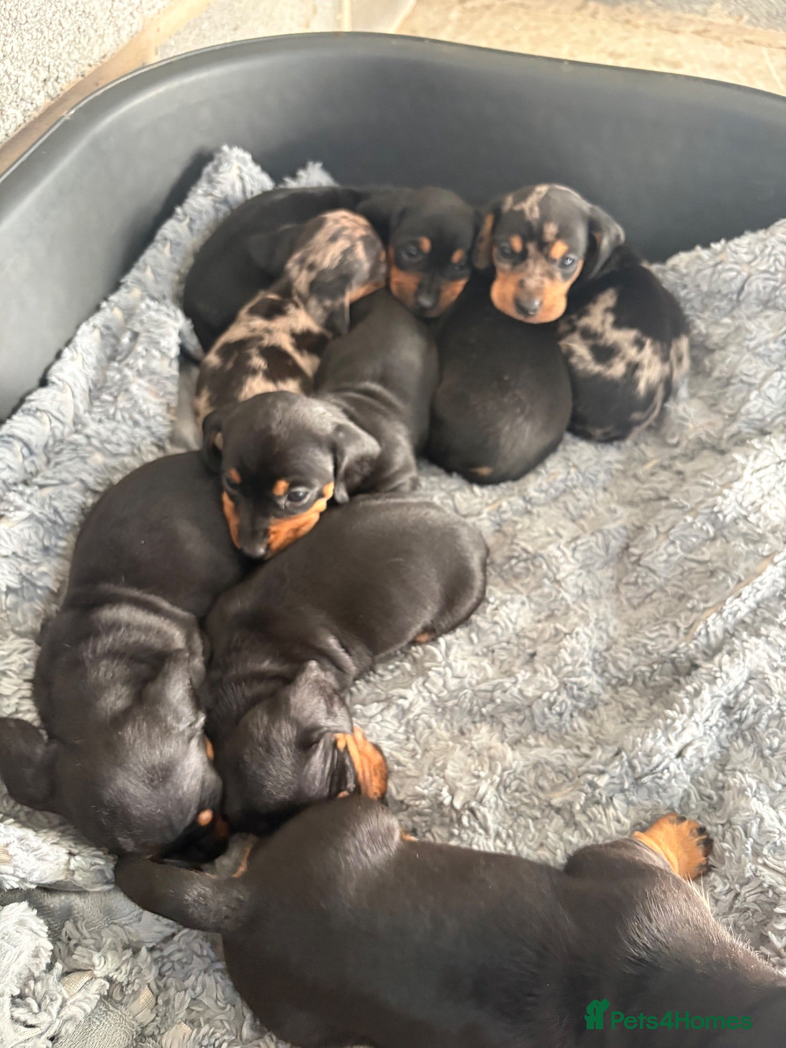 Dachshund dogs Traditional/dapple daschunds - Advert 2