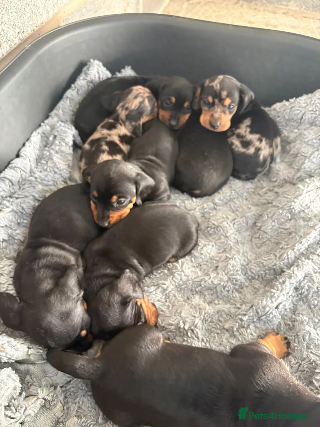 Dachshund dogs for sale: Traditional/dapple daschunds - Advert 2