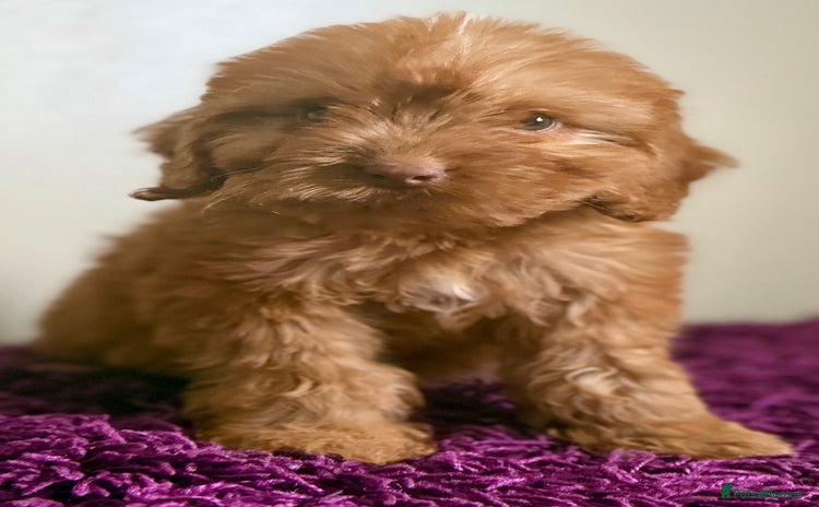 Cockapoo dogs - Advert 4