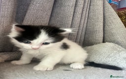 Ragdoll cats for sale: Ragdoll cross Two Female adorable kittens  - Image 6