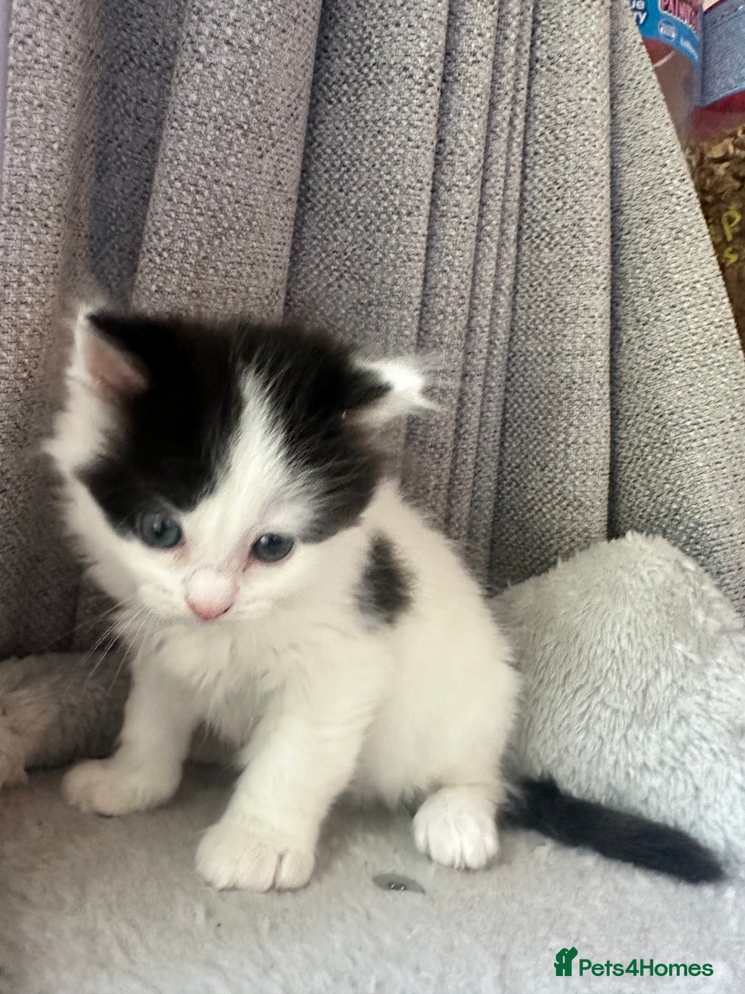 Ragdoll cats for sale: Ragdoll cross Two Female adorable kittens  - Image 6