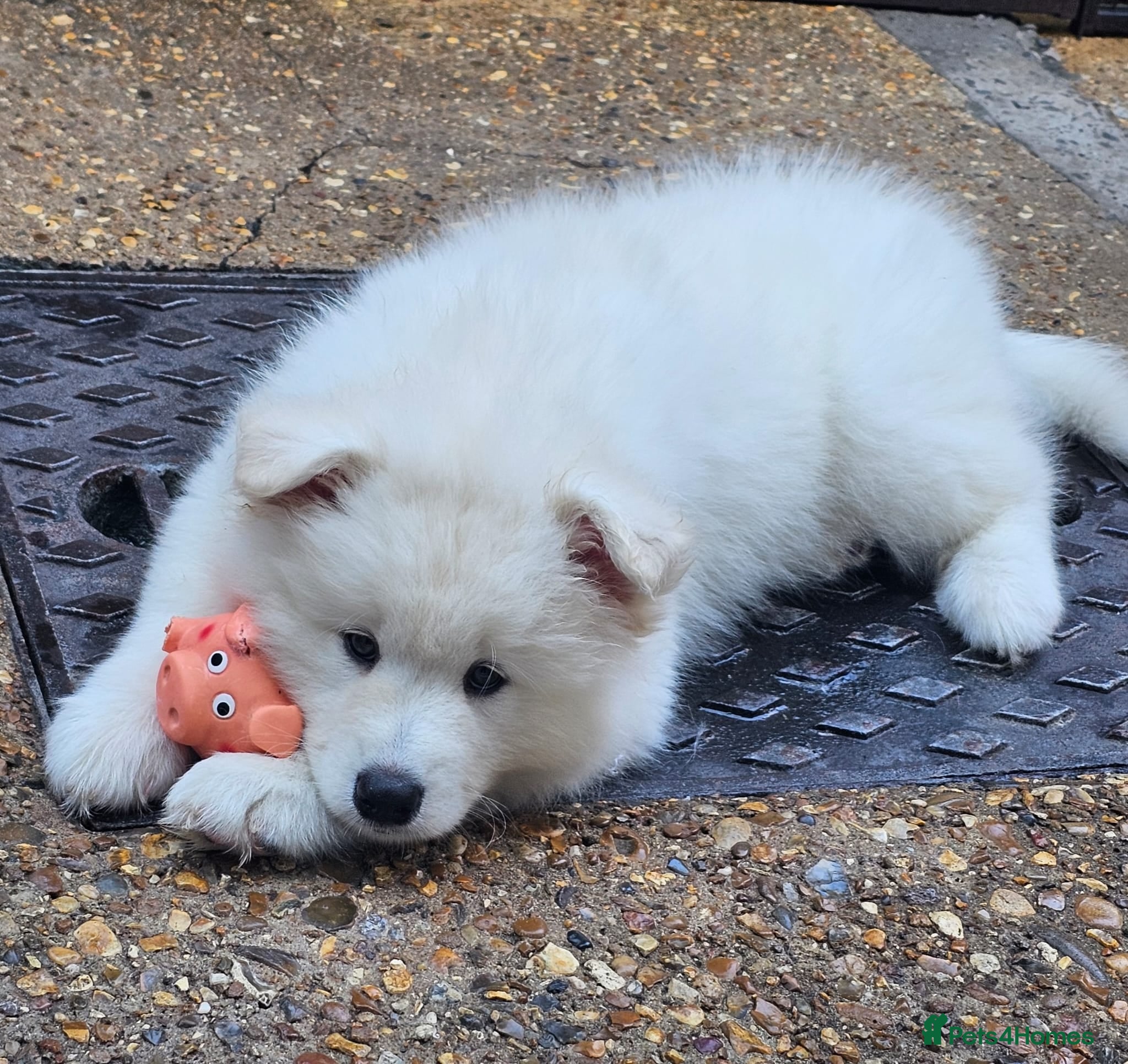 Samoyed dogs SAMOYED PUPPIES ONLY THREE GIRLS AVAILABLE  - Advert 10
