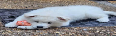 Samoyed 1