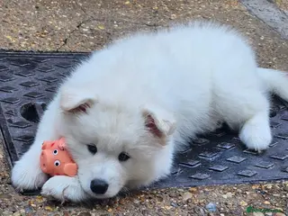 Samoyed dogs SAMOYED PUPPIES ONLY THREE GIRLS AVAILABLE - Advert 10