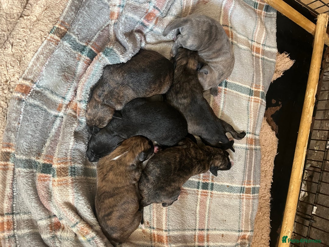 Mixed Breed dogs for sale: Beautiful Lurcher pups (Hancock lines!!) - Image 2
