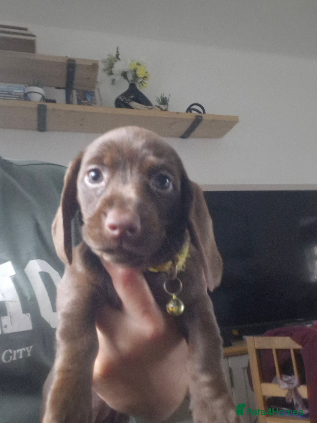 Miniature Dachshund dogs for sale: Miniature dachshund  - Image 8