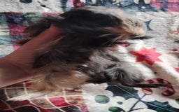 Guinea Pig rodents for sale: Very cute pair of boy guinea pigs ready now  - Advert 10