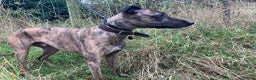 Lurcher dogs for adoption: MAX, little lurcher in rescue in Halifax - Advert 4