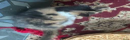 Norwegian Forest Cat cats for sale: 6 Norwegian Forest kittens - Advert 3