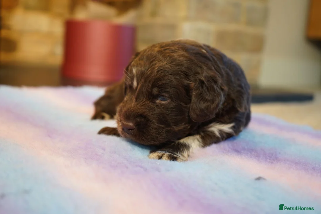 Labradoodle dogs for sale: Chocolate & chocolate Merle Labradoodles 🐾🐾🐾 - Advert 16