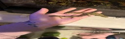 Gecko reptiles for sale: Bonded pair of chameleon geckos  in Coventry - Advert 5