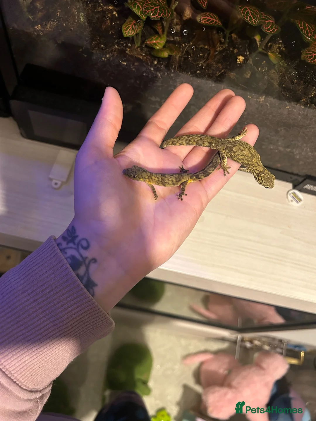 Gecko reptiles for sale: Bonded pair of chameleon geckos  in Coventry - Advert 5