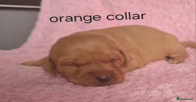 Labrador Retriever dogs - Advert 10