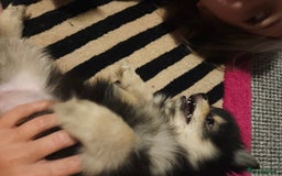 Pomeranian dogs for sale: Pomeranian black tan girl - Image 5