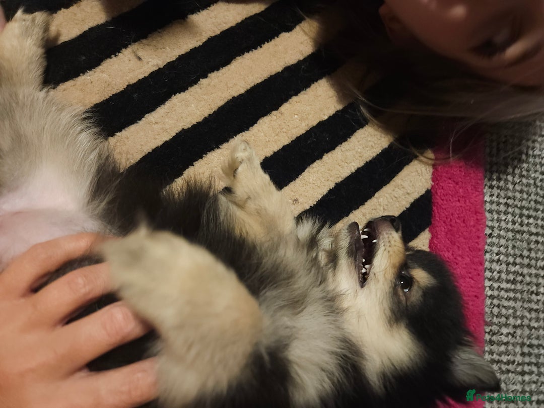 Pomeranian dogs for sale: Pomeranian black tan girl - Image 5