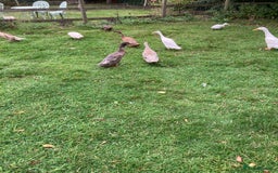 Ducks poultry for sale: Runner ducks, various ages - Image 5