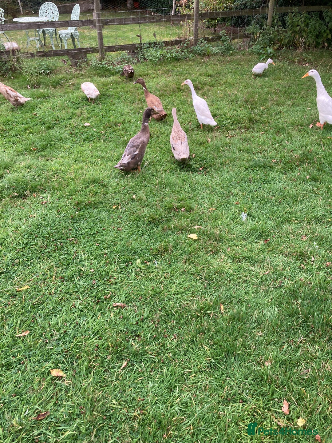 Ducks poultry for sale: Runner ducks, various ages - Image 5
