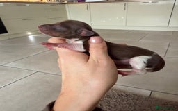 Miniature Dachshund dogs for sale: Beautiful miniature Dachshund puppies ❤️  - Image 5