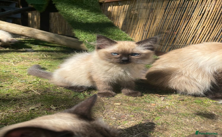 Ragdoll cats - Advert 9