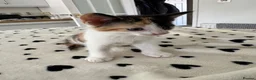 Mixed Breed cats for sale: Beautiful Calico and bicolour Kittens!! - Advert 18