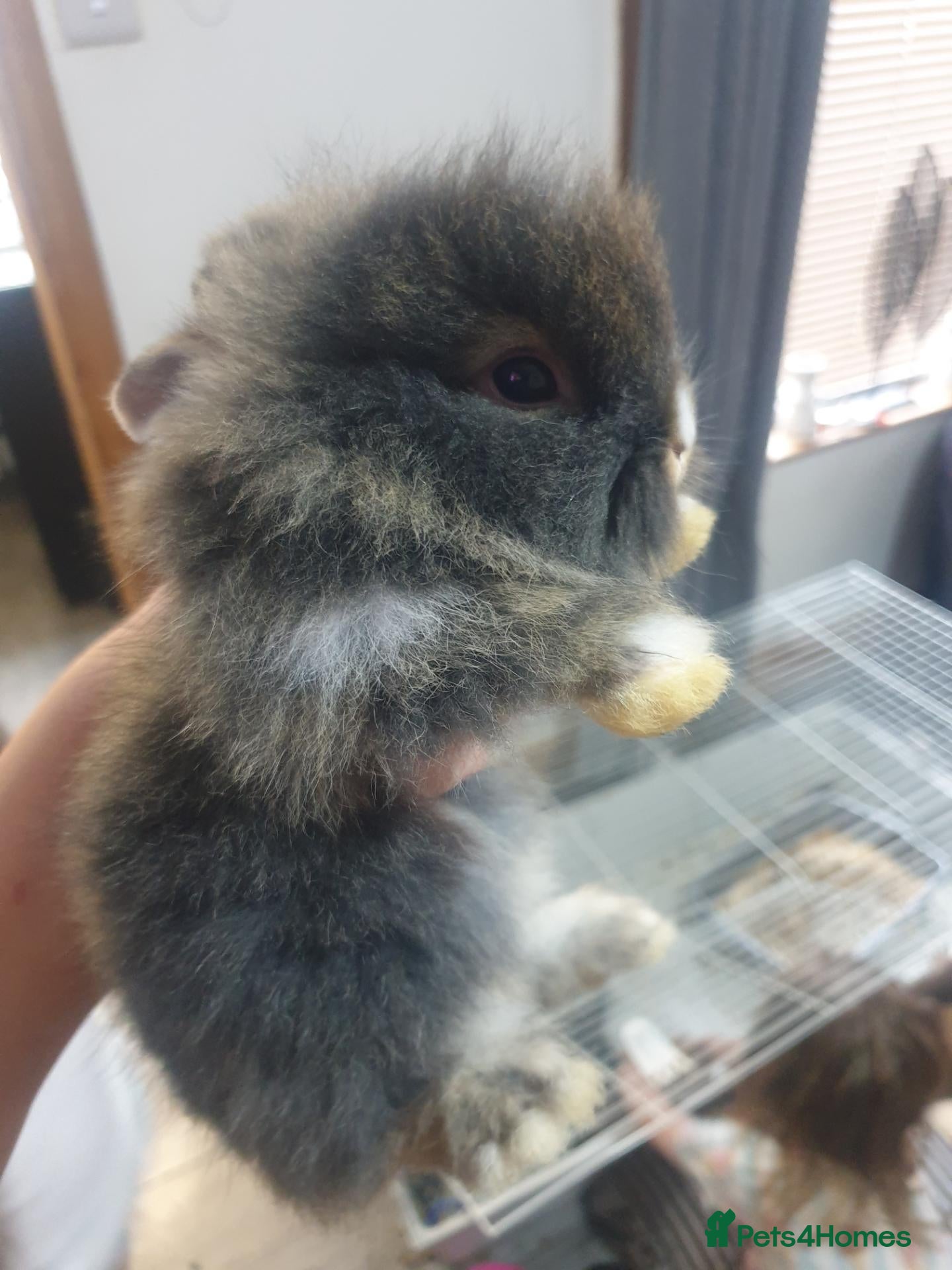 Lionhead rabbits Ready tp leave 5 baby lionheads rabbits - Advert 19