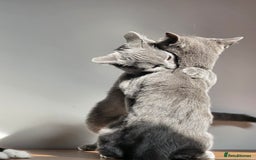 Russian Blue cats for sale: Russian Blue Kitten pair (Male and female) - Image 2