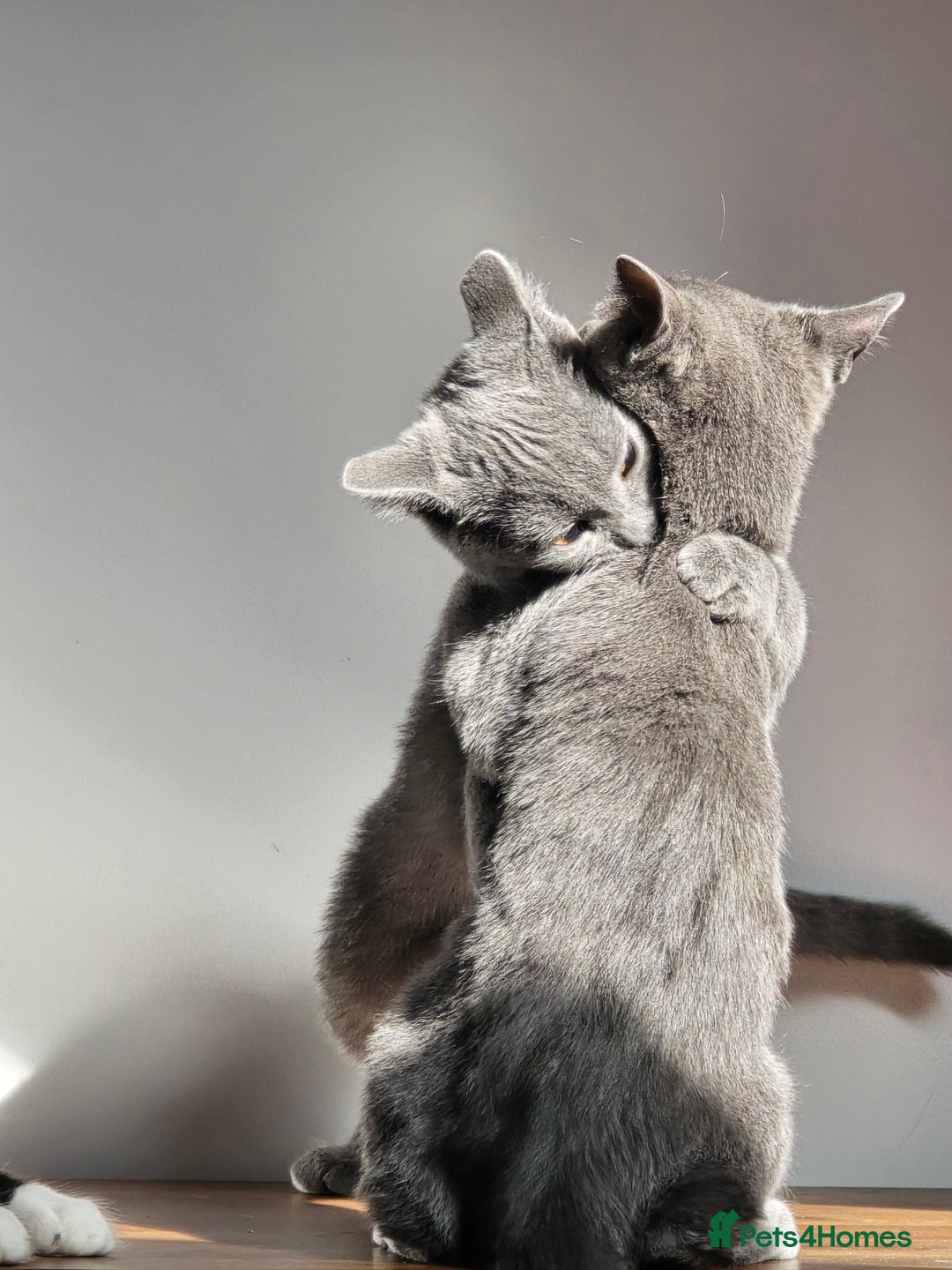 Russian Blue cats for sale: Russian Blue Kitten pair (Male and female) - Image 2