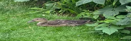 Ducks poultry for sale: Trio of Indian runner ducks - Advert 6