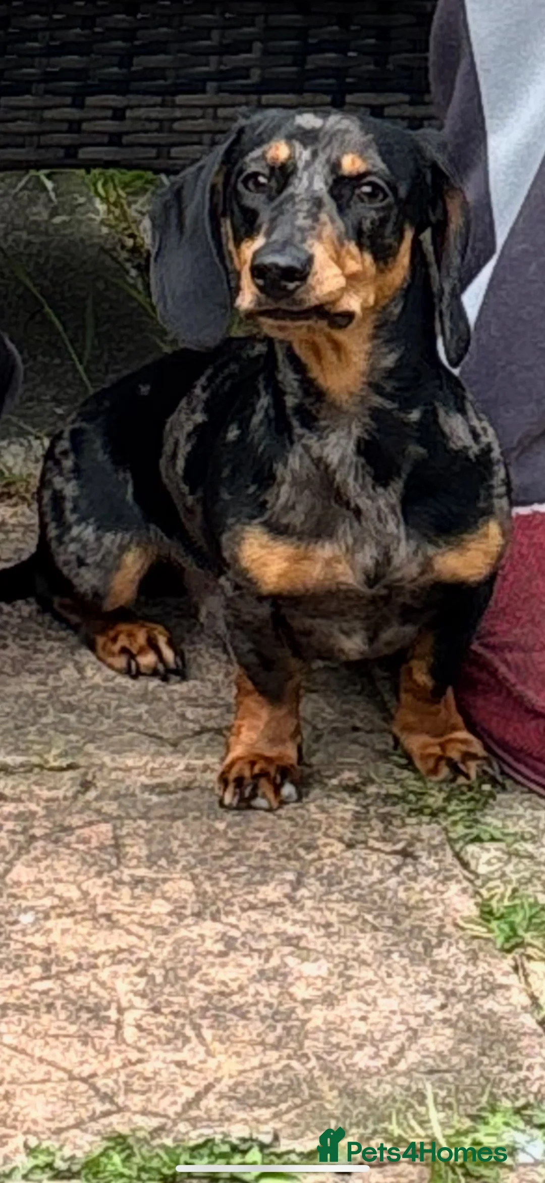 Dachshund dogs for stud: mr rigby  in Peterlee - Advert 1