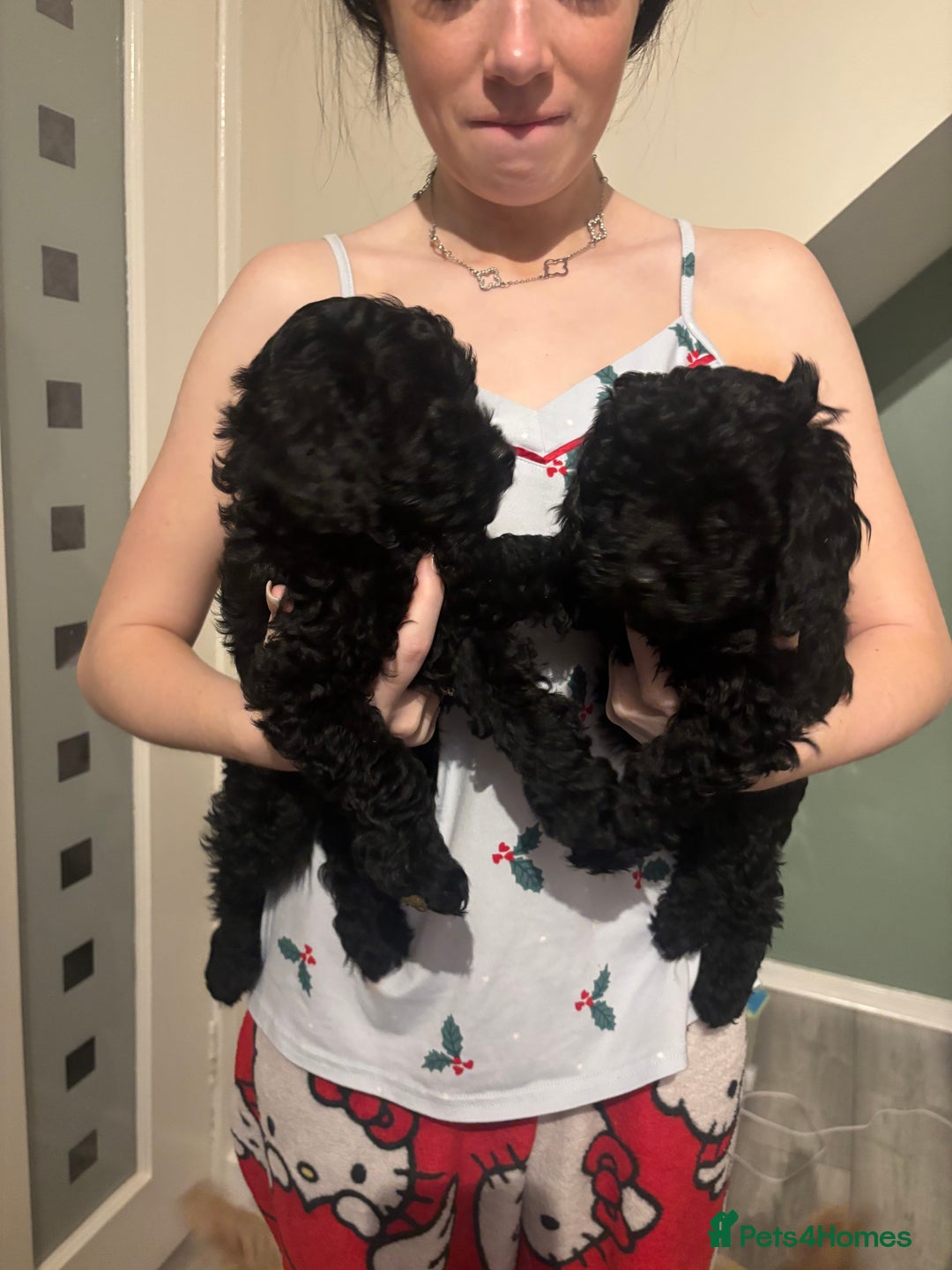 Toy Poodle dogs for sale: Toy poodle boy ready to leave now - Advert 4
