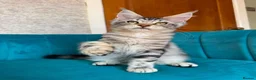 Maine Coon cats for sale: TICA Pedigree Registered Maine Coon Kittens - Advert 27