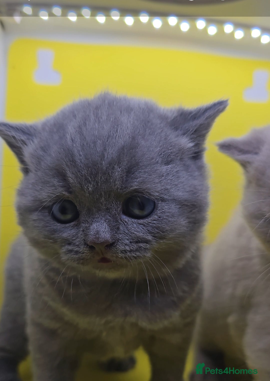 British Shorthair cats for sale: BSH BLUE AND BSH GOLD KITTENS Ready now! - Image 5