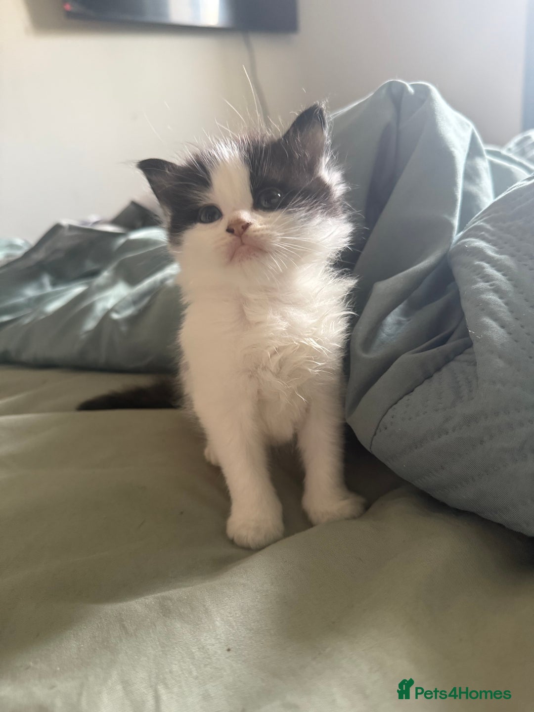 Mixed Breed cats for sale: Long haired black and white male  - Image 2