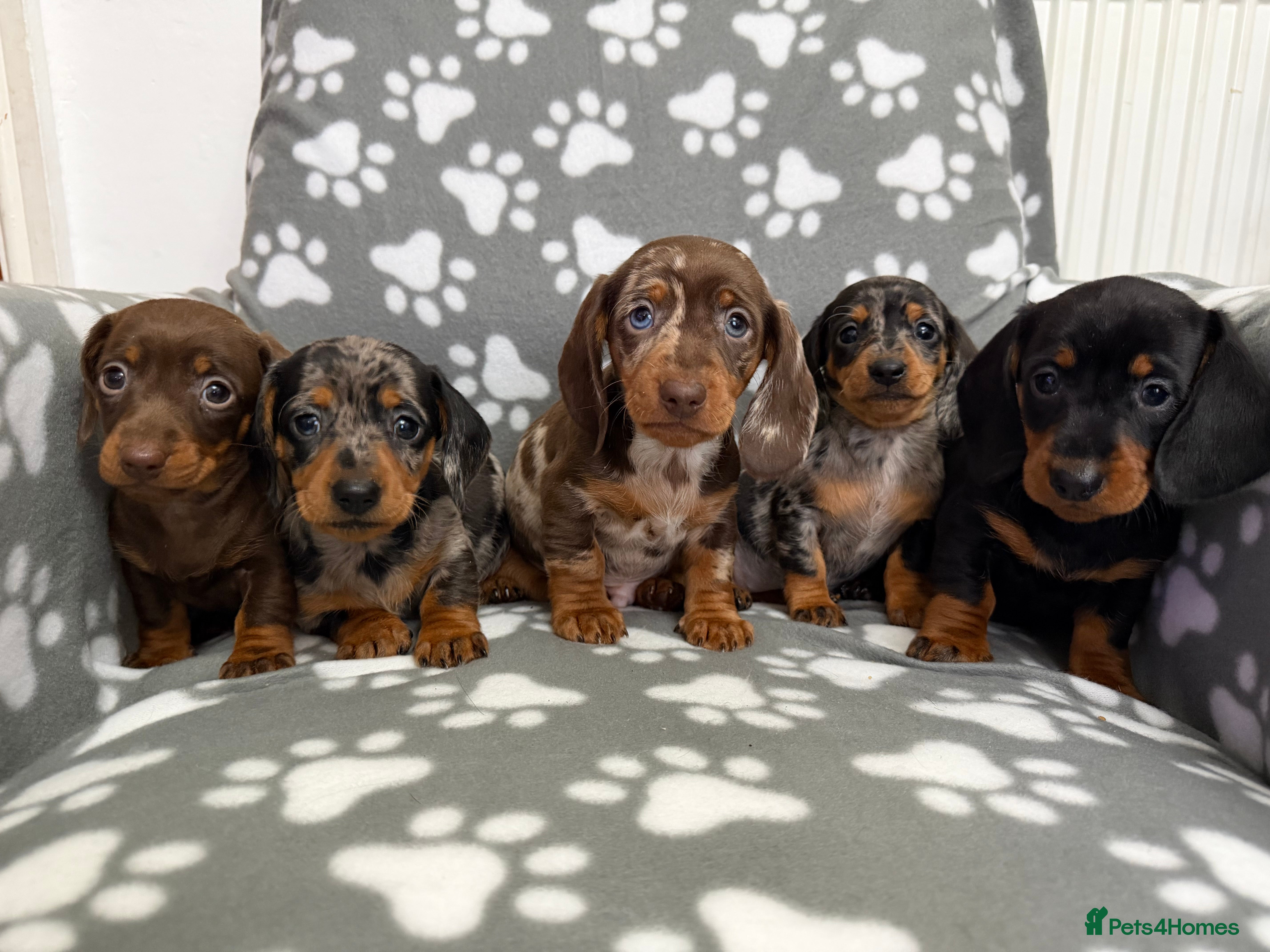 Dachshund dogs Miniature Dachshund puppies  - Advert 3