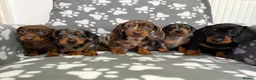 Dachshund dogs for sale: Miniature Dachshund puppies  - Advert 1