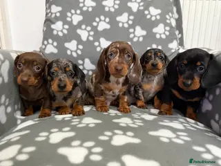 Dachshund dogs Miniature Dachshund puppies - Advert 12