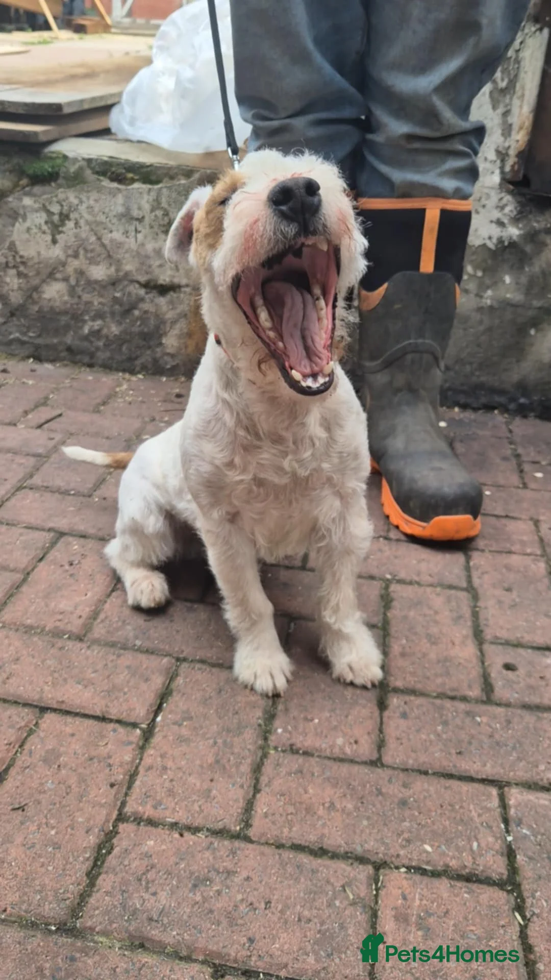 Jack Russell dogs for stud: Jack Russell Ken Gould Lines For Tud - Advert 4