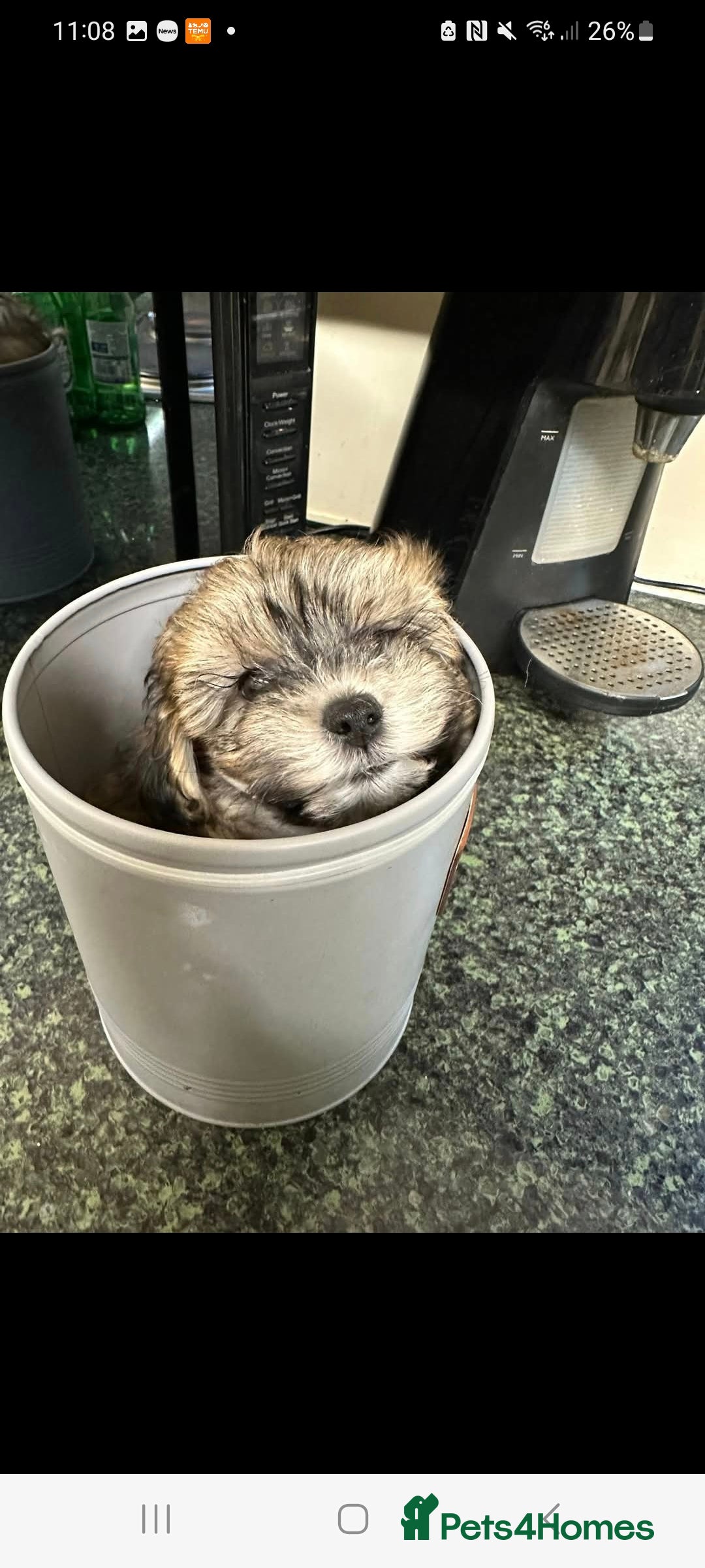 Maltipoo dogs for sale: MALTIPOO 🥰🥰 READY TO LEAVE  - Advert 28