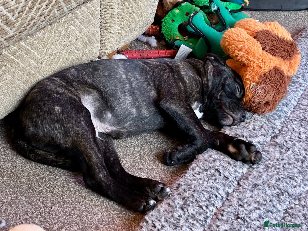 Staffordshire Bull Terrier dogs for sale: Champion bloodlines Kc mother puppy - Advert 2