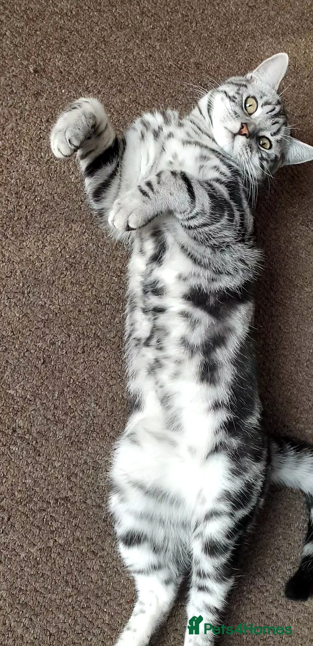 British Shorthair cats for stud: BSH Classic Silver Tabby  in Rochester - Advert 5