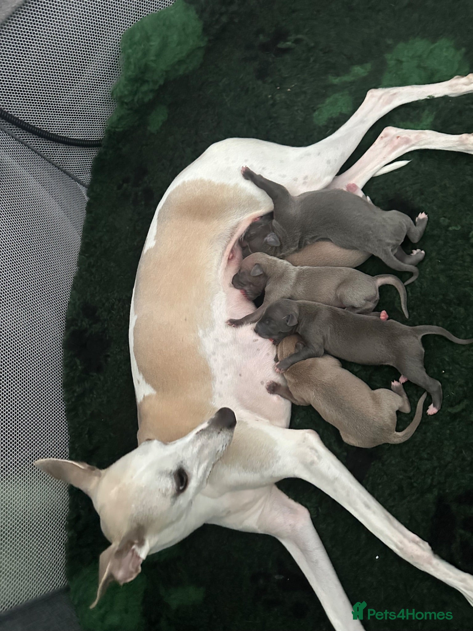 Mixed Breed dogs Whippet crossed Italian greyhound  - Advert 2