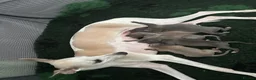 Mixed Breed dogs for sale: Whippet crossed Italian greyhound  - Advert 2