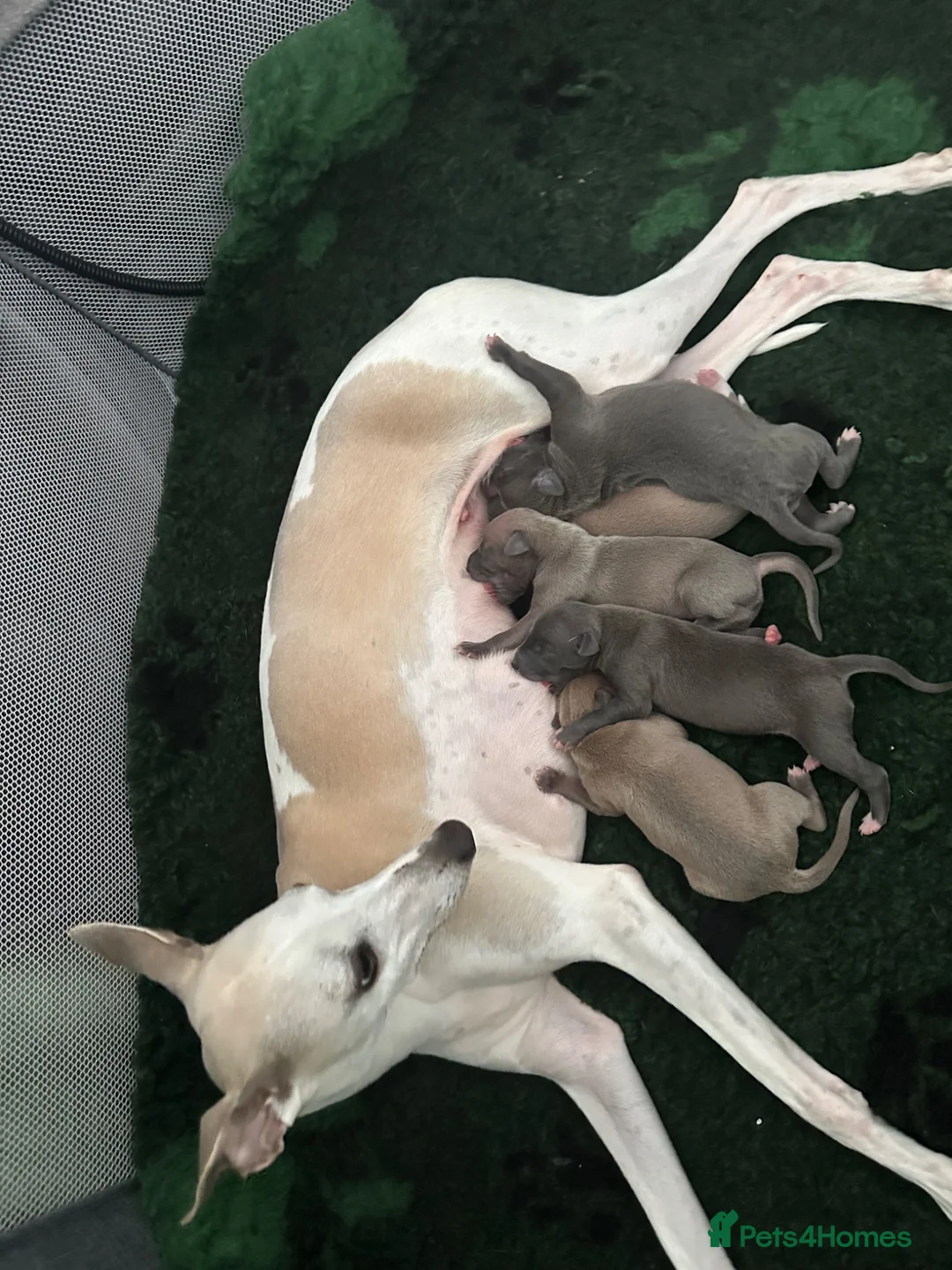 Mixed Breed dogs for sale: Whippet crossed Italian greyhound  - Advert 2