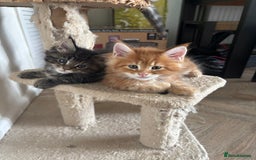 Maine Coon cats for sale: Maine coons - Image 3