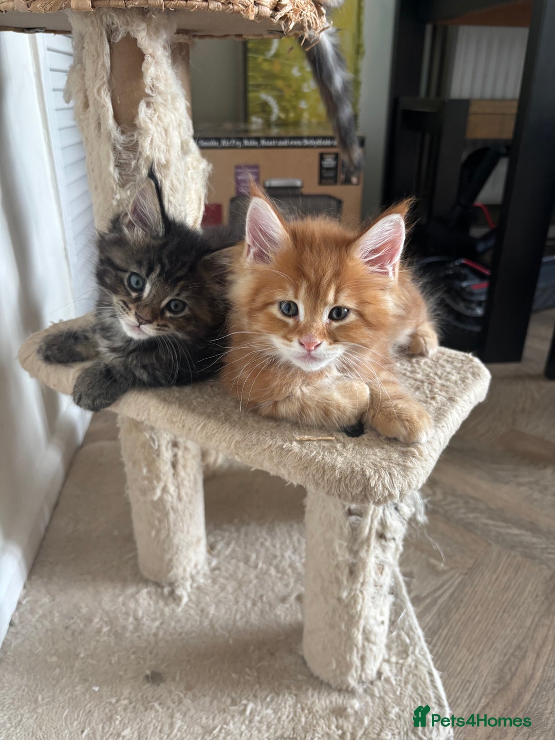 Maine Coon cats for sale: Maine coons - Image 3