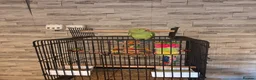Ringnecks birds for sale: Ringneck for sale  - Advert 5